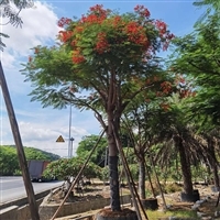 鳳凰木養護指南與選購避坑——打造色花屏障的種植與購買思路