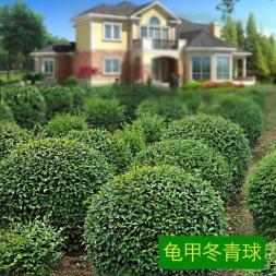 全方位綠化養護 從室內花卉租賃到園林工程的專業化服務